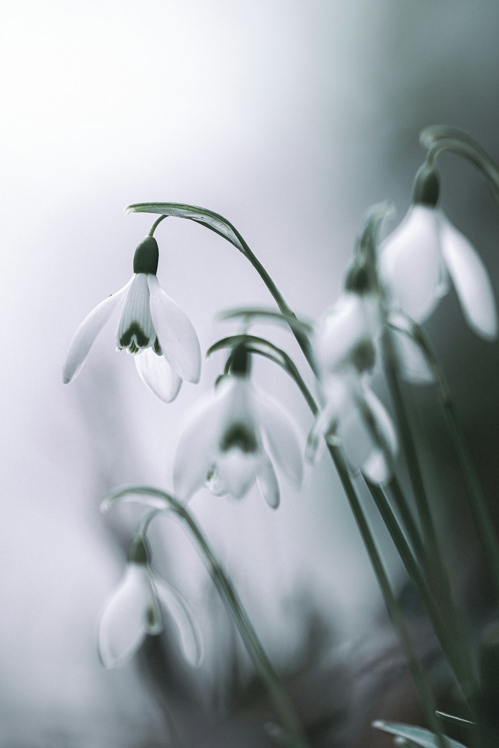 a close up of a flower with a blurry background