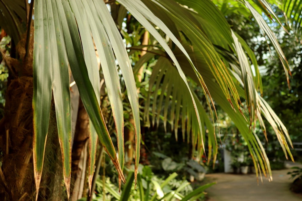 a palm tree with lots of green leaves