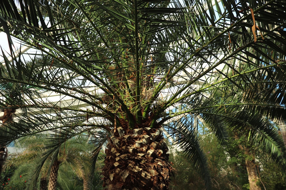 a close up of a palm tree with lots of leaves