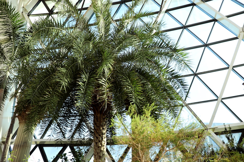 a palm tree inside of a glass building