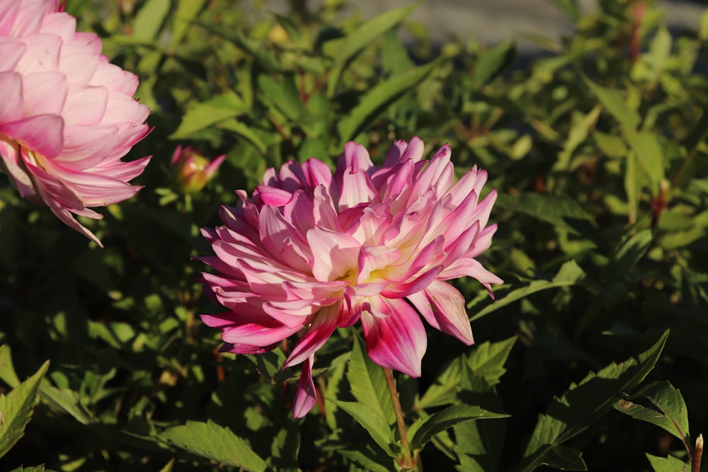 a close up of a pink flower in a field