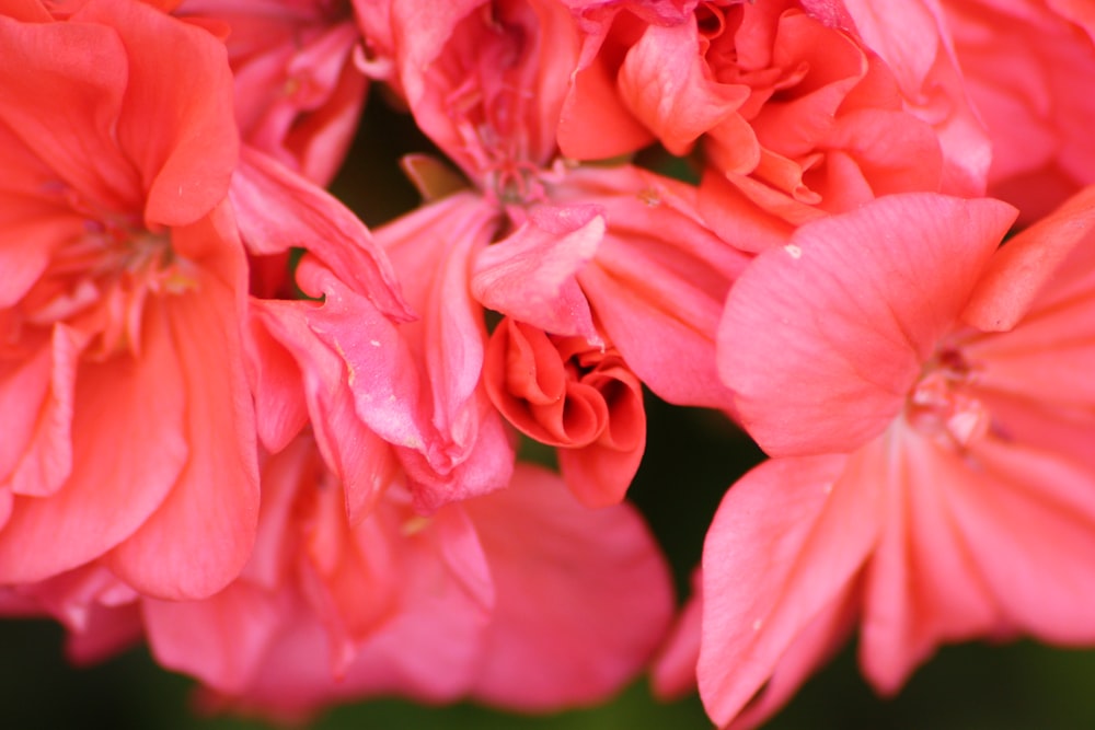 a bunch of pink flowers with water droplets on them