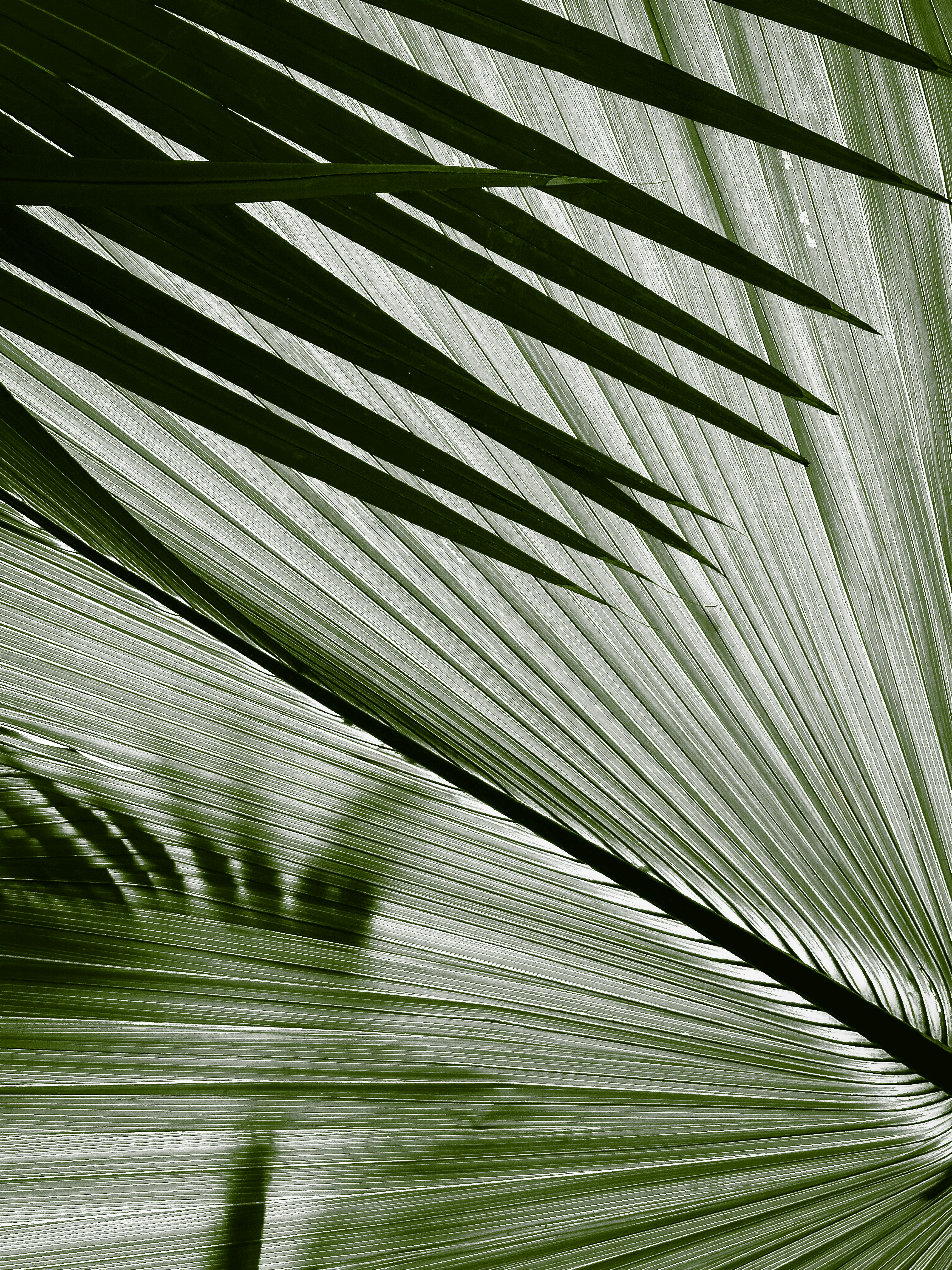 750+ photos de texture de feuilles | Télécharger des images gratuites ...