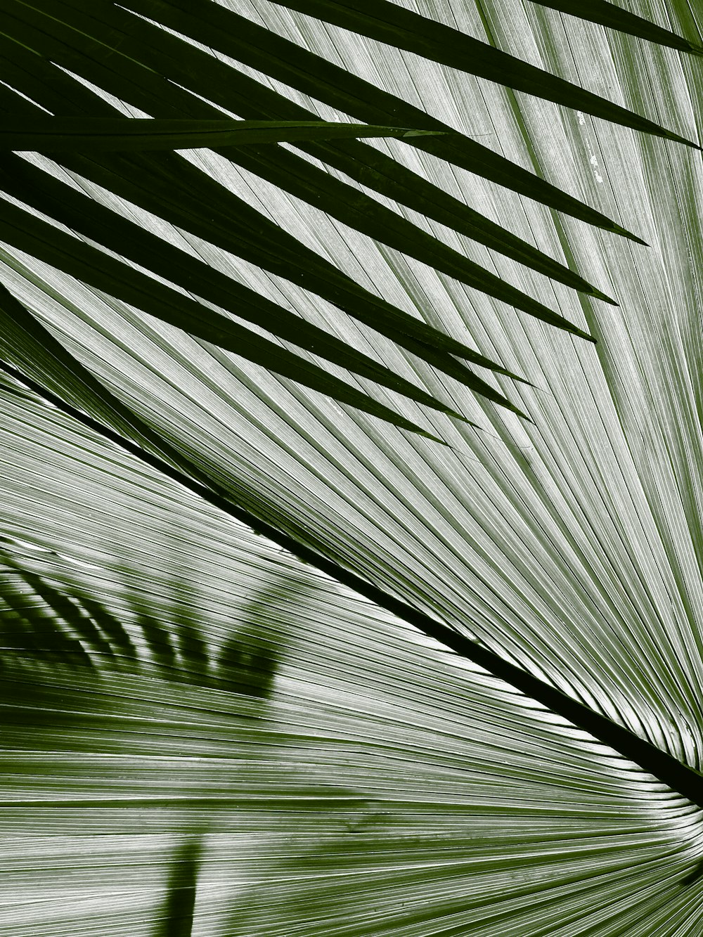 a close up of a leaf of a palm tree