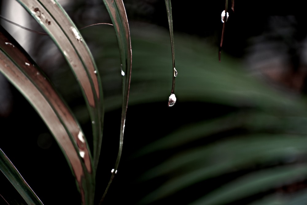 水滴が落ちた植物のクローズアップ