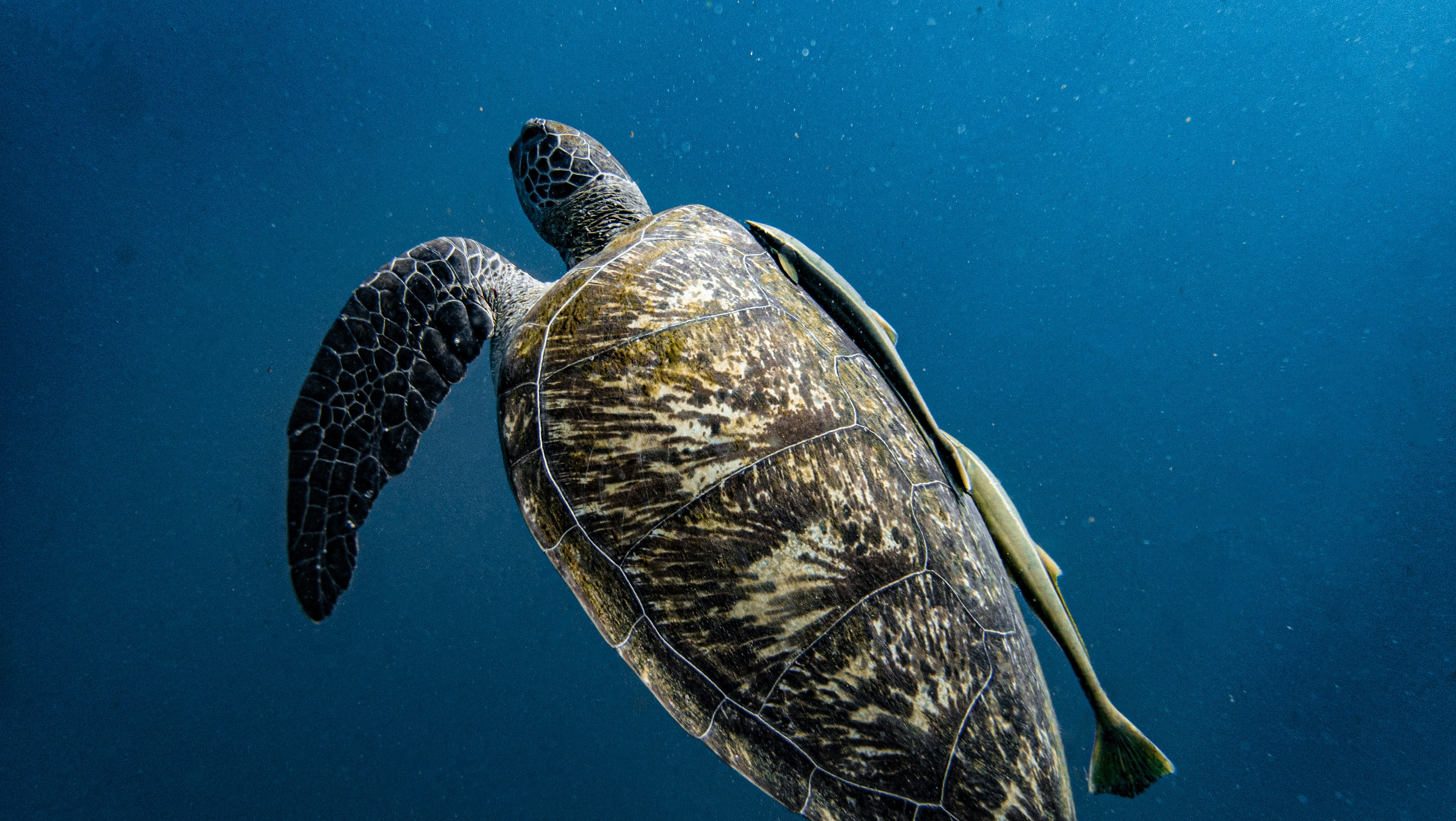 Photo by rphl_underwater