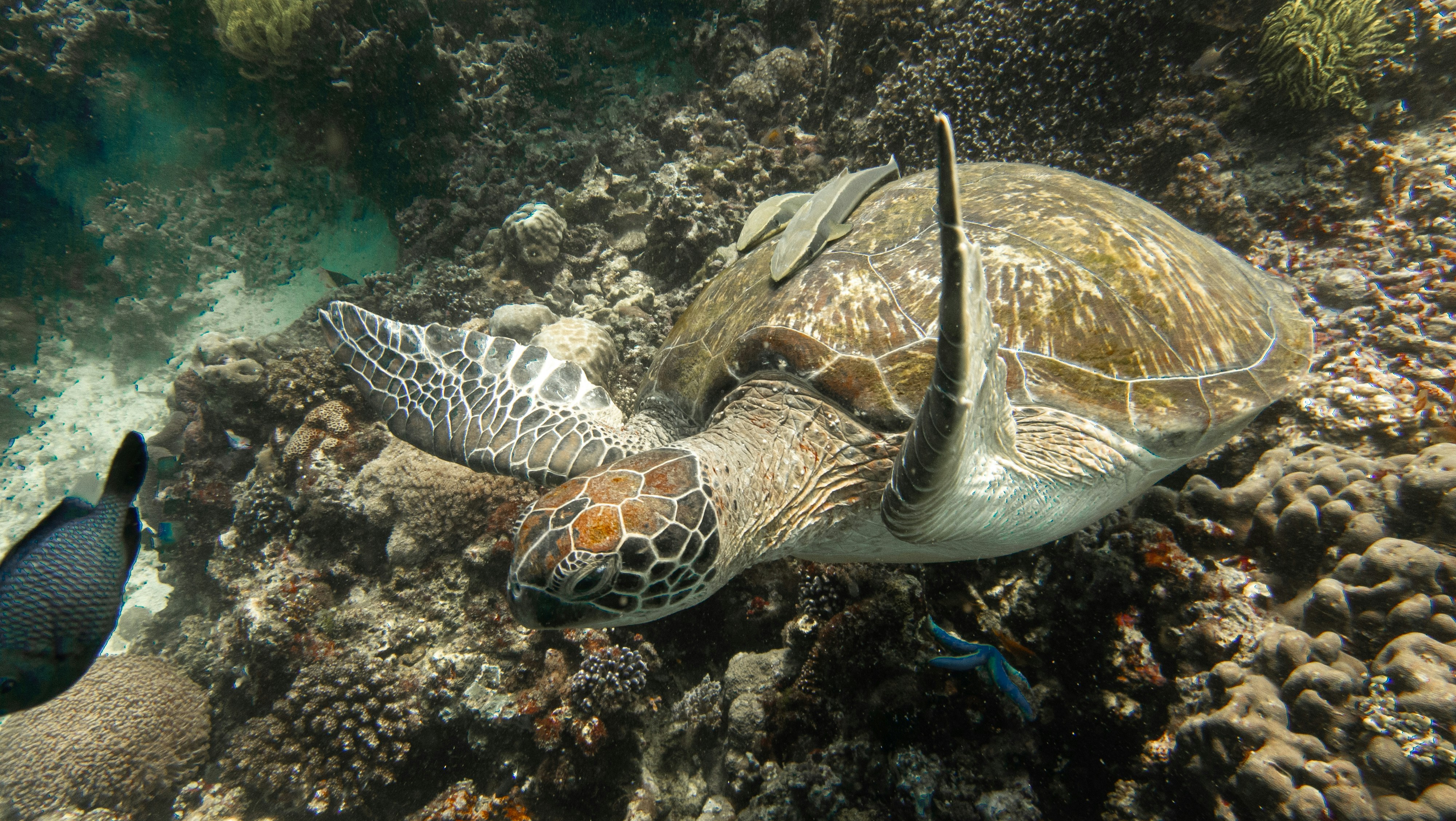 Photo by rphl_underwater