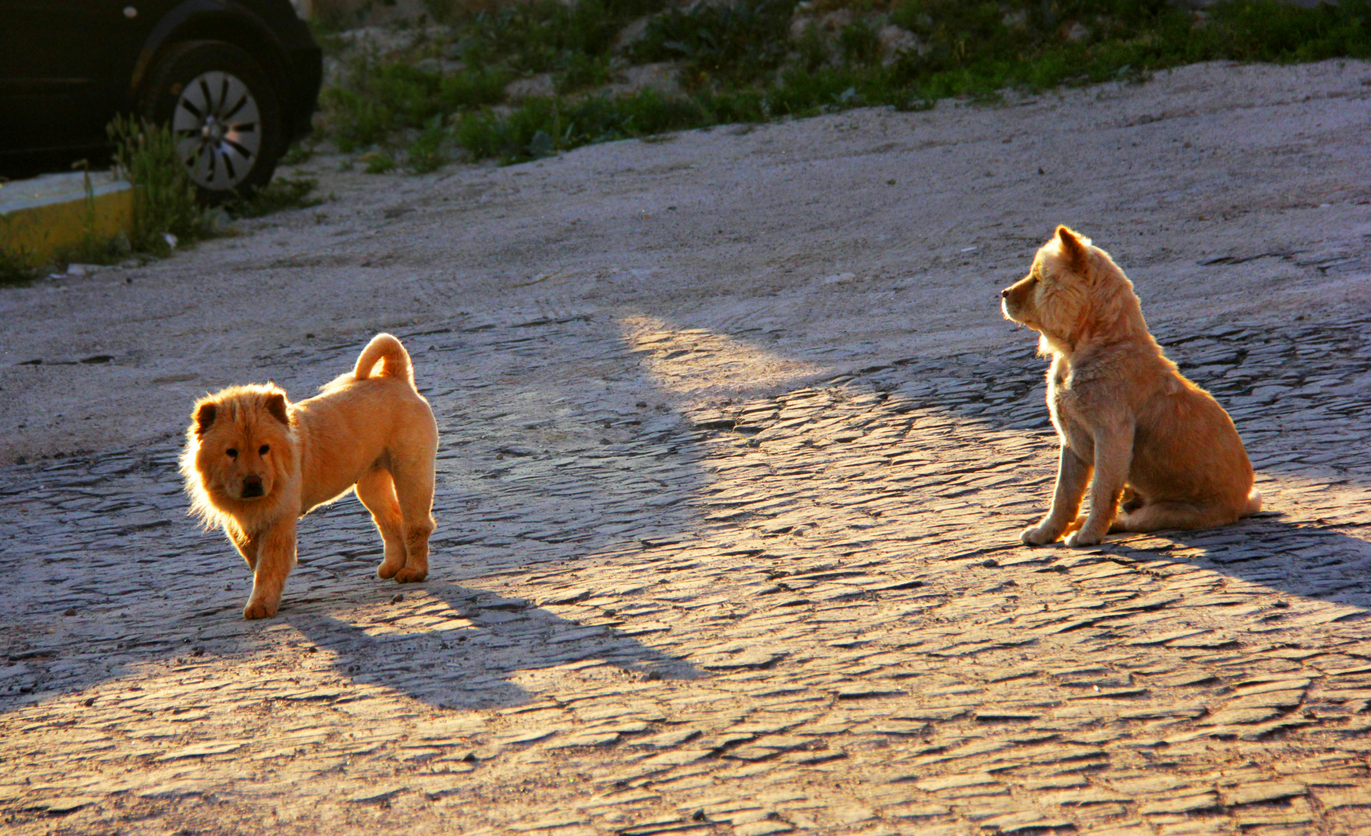 a couple of dogs that are sitting in the dirt