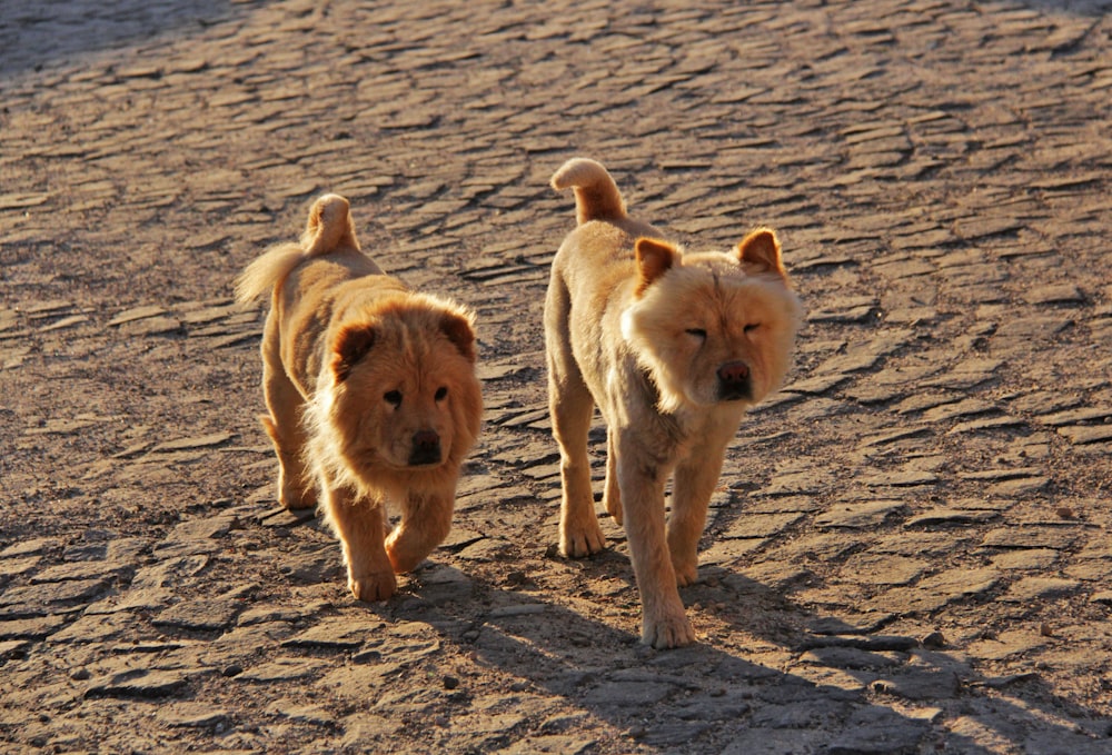 a couple of dogs that are walking in the dirt