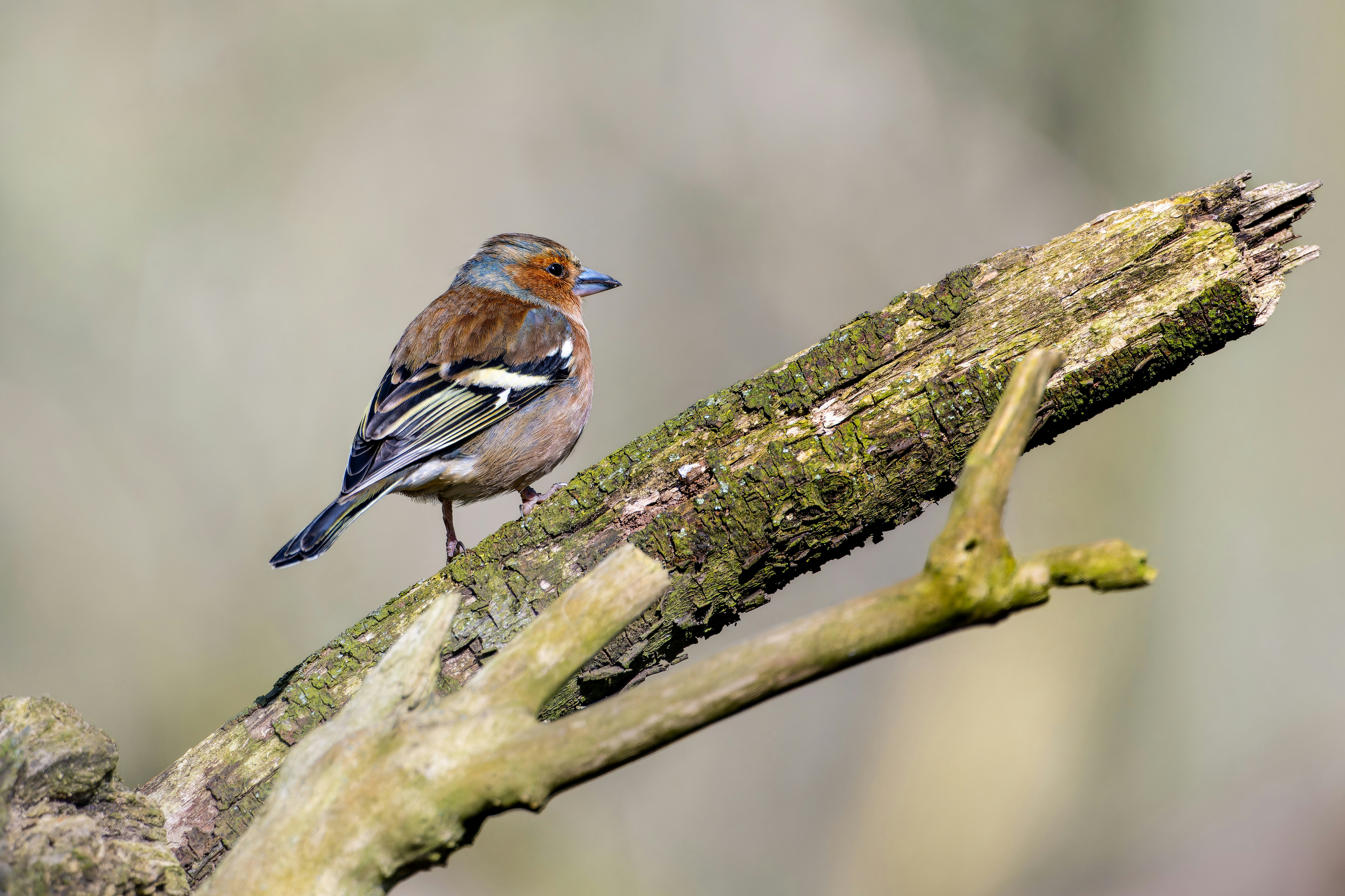 Photo by siegfriedpoepperl