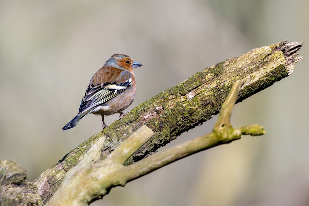 a small bird perched on a tree branch