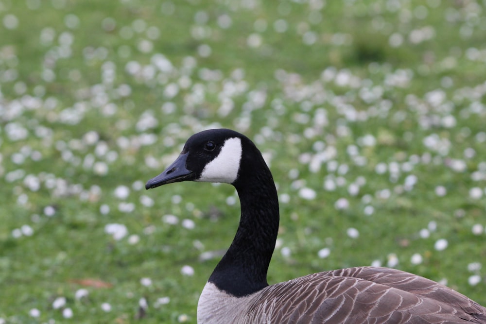 a black and white duck standing on a lush green field