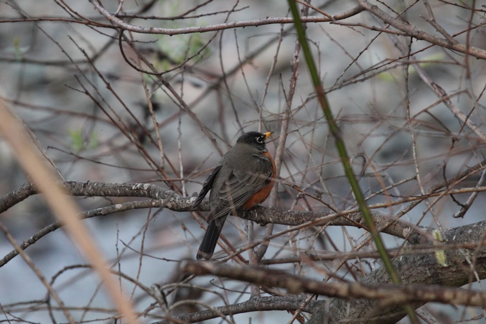 a small bird perched on a tree branch