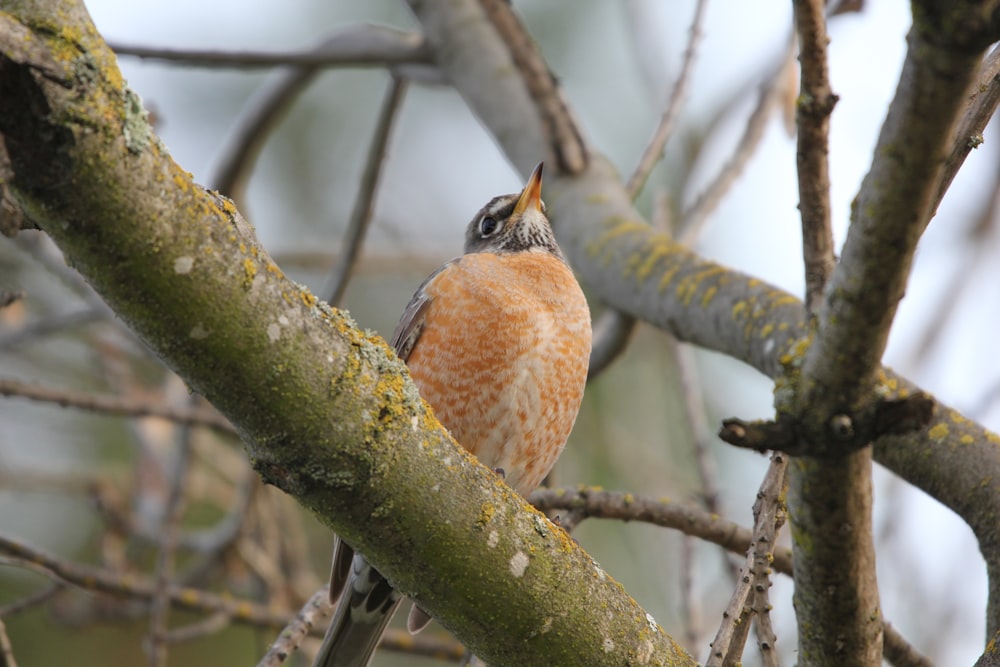 a small bird perched on a tree branch