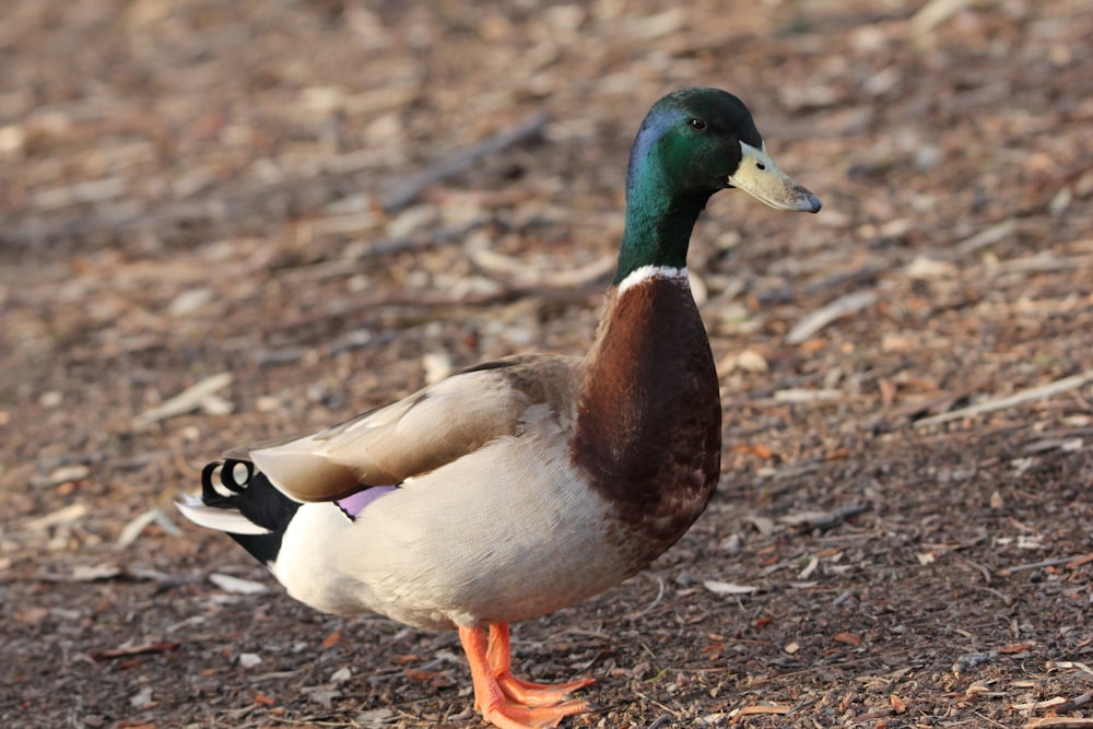 a duck standing on the ground in the dirt