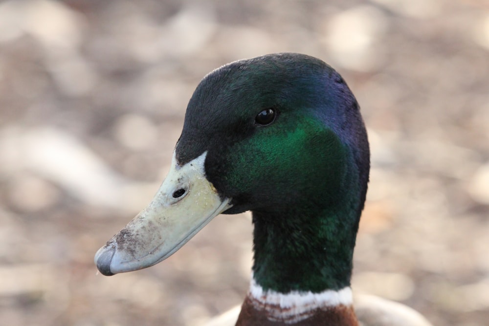 a close up of a duck with a blurry background