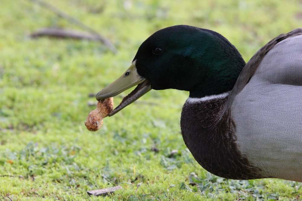 a duck with a piece of food in its mouth