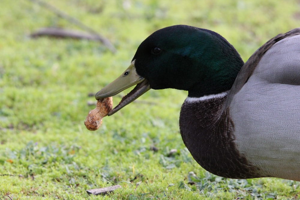 un pato con un pedazo de comida en la boca