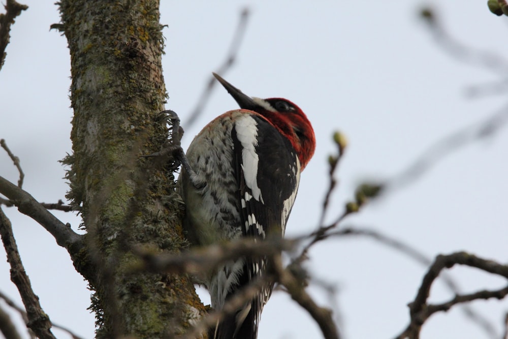 a bird with a red head is perched on a tree