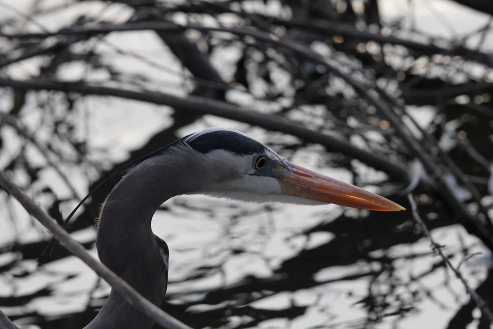 a close up of a bird near a body of water