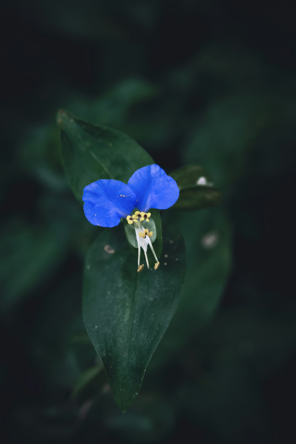 a blue flower with a yellow center sitting on top of a green leaf
