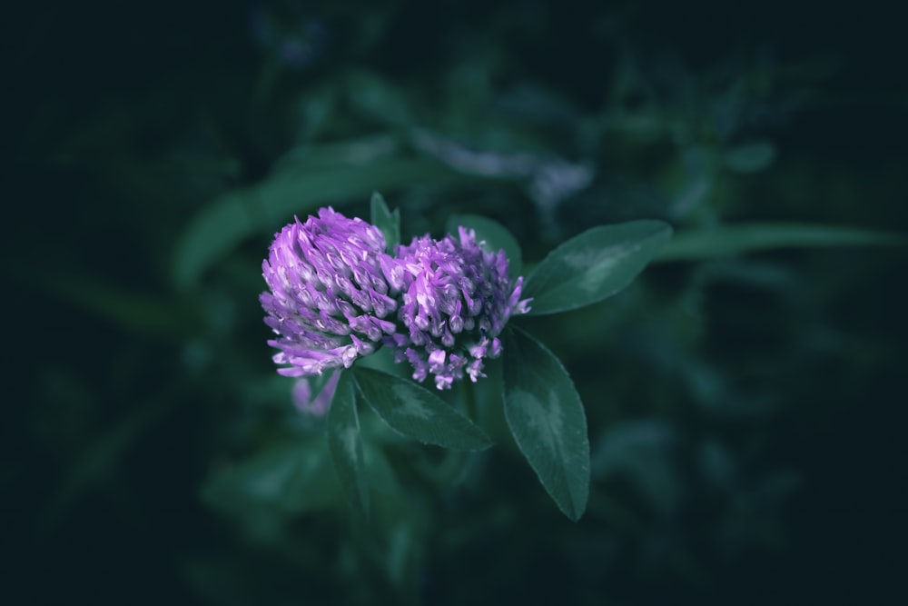 a purple flower with green leaves in the background