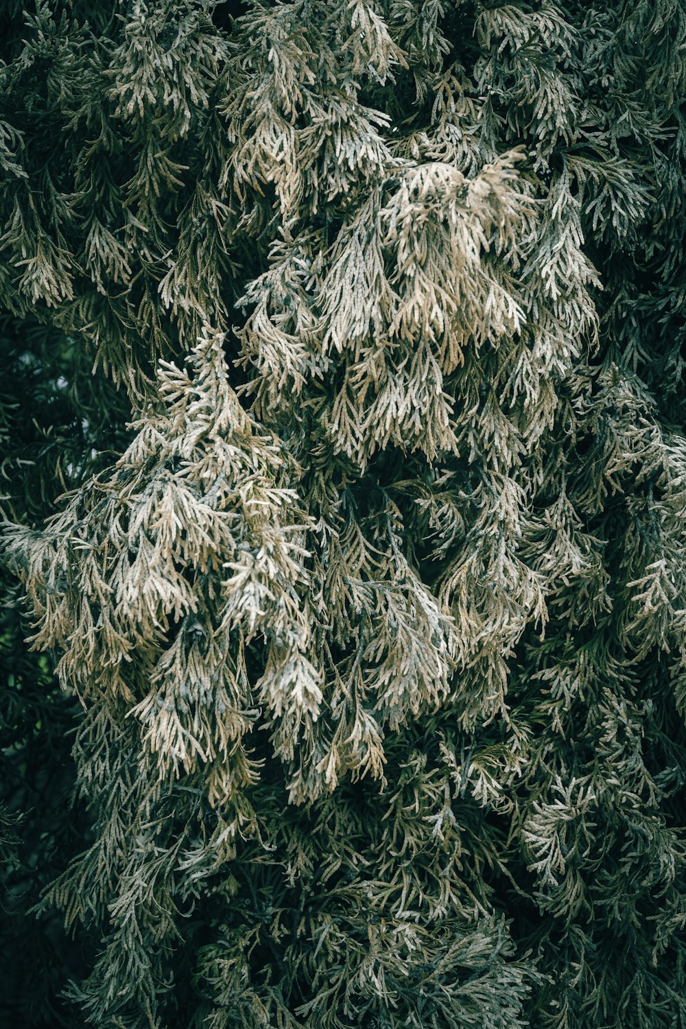 a close up of a tree with snow on it