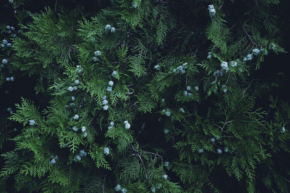 a close up of a pine tree with berries on it