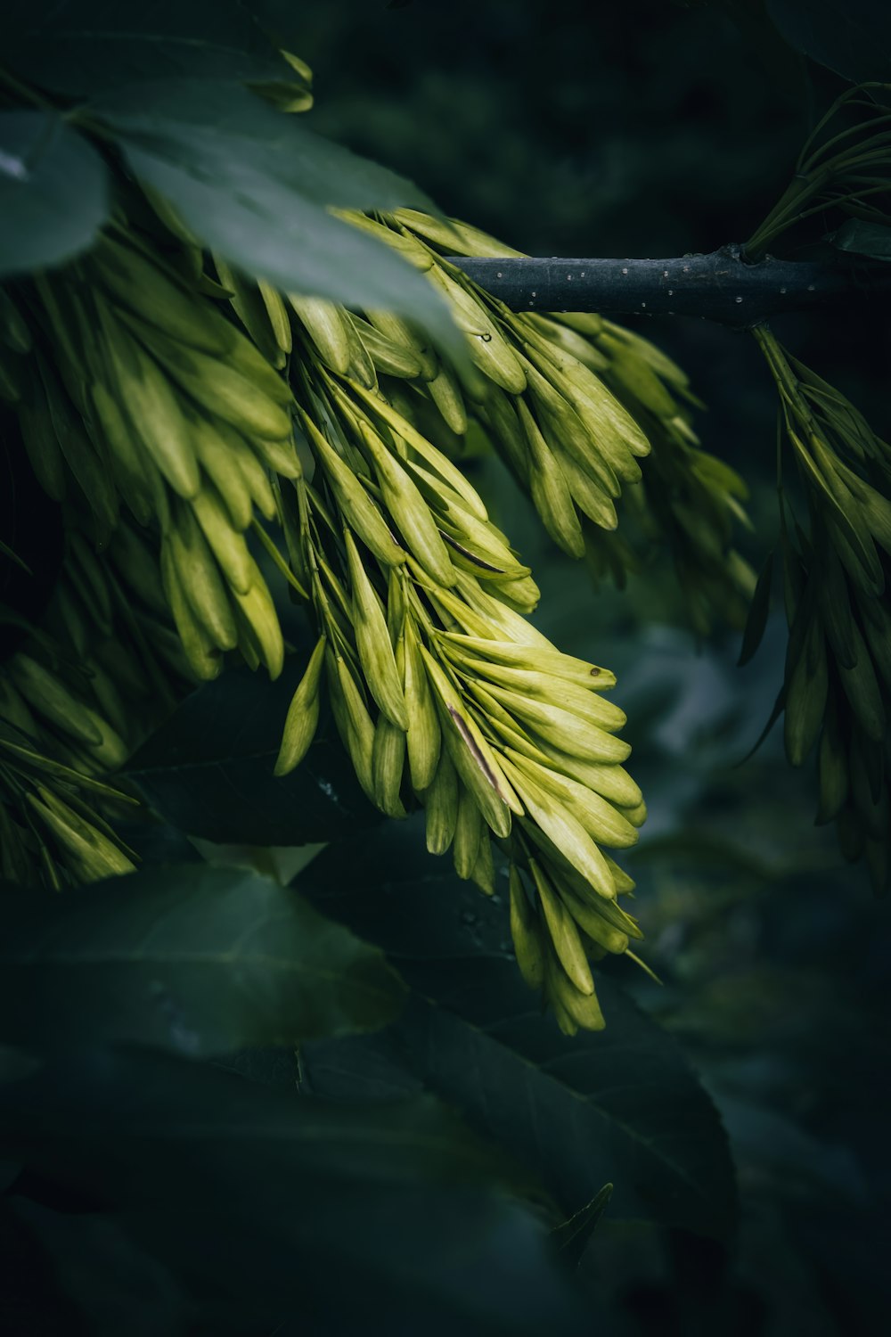 a branch of a tree with green leaves