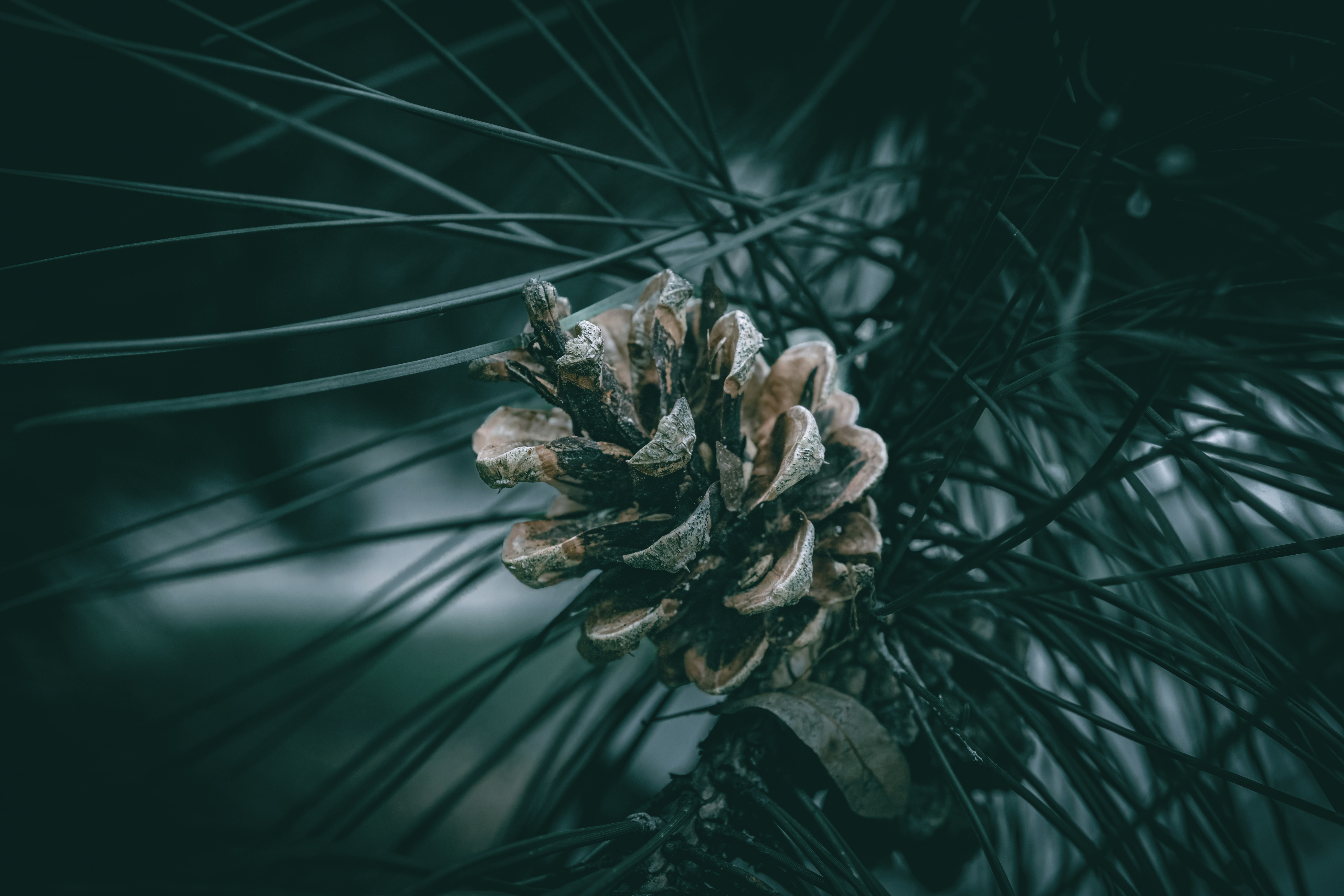 una piña sentada en la cima de un pino