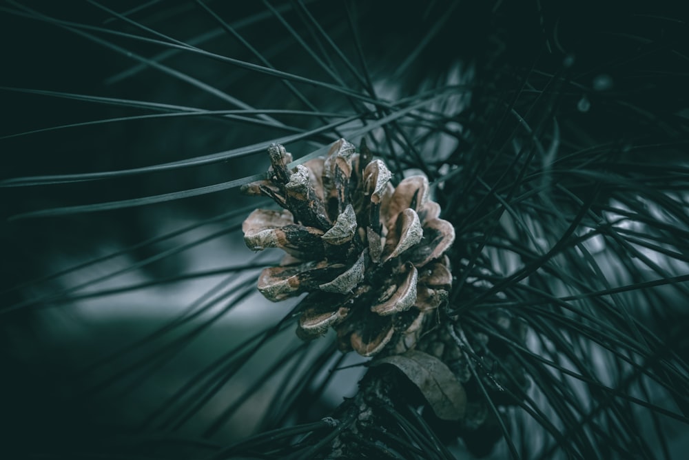 a pine cone sitting on top of a pine tree