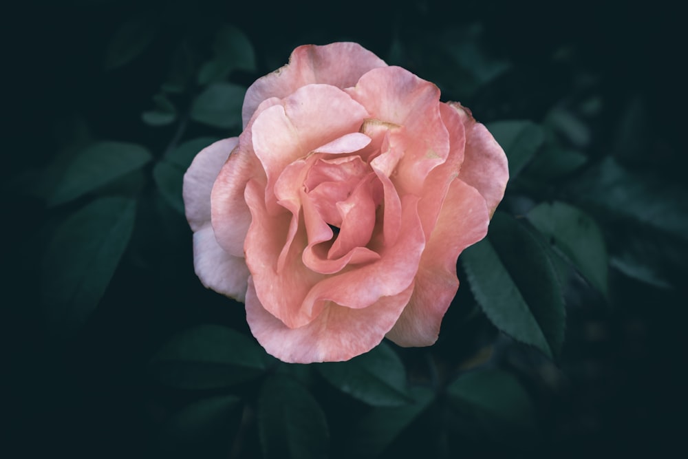 a pink rose with green leaves on a black background