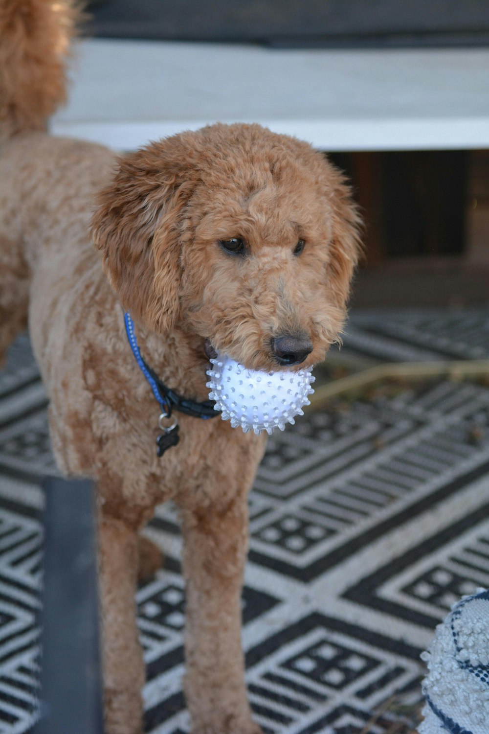 a brown dog standing on top of a rug