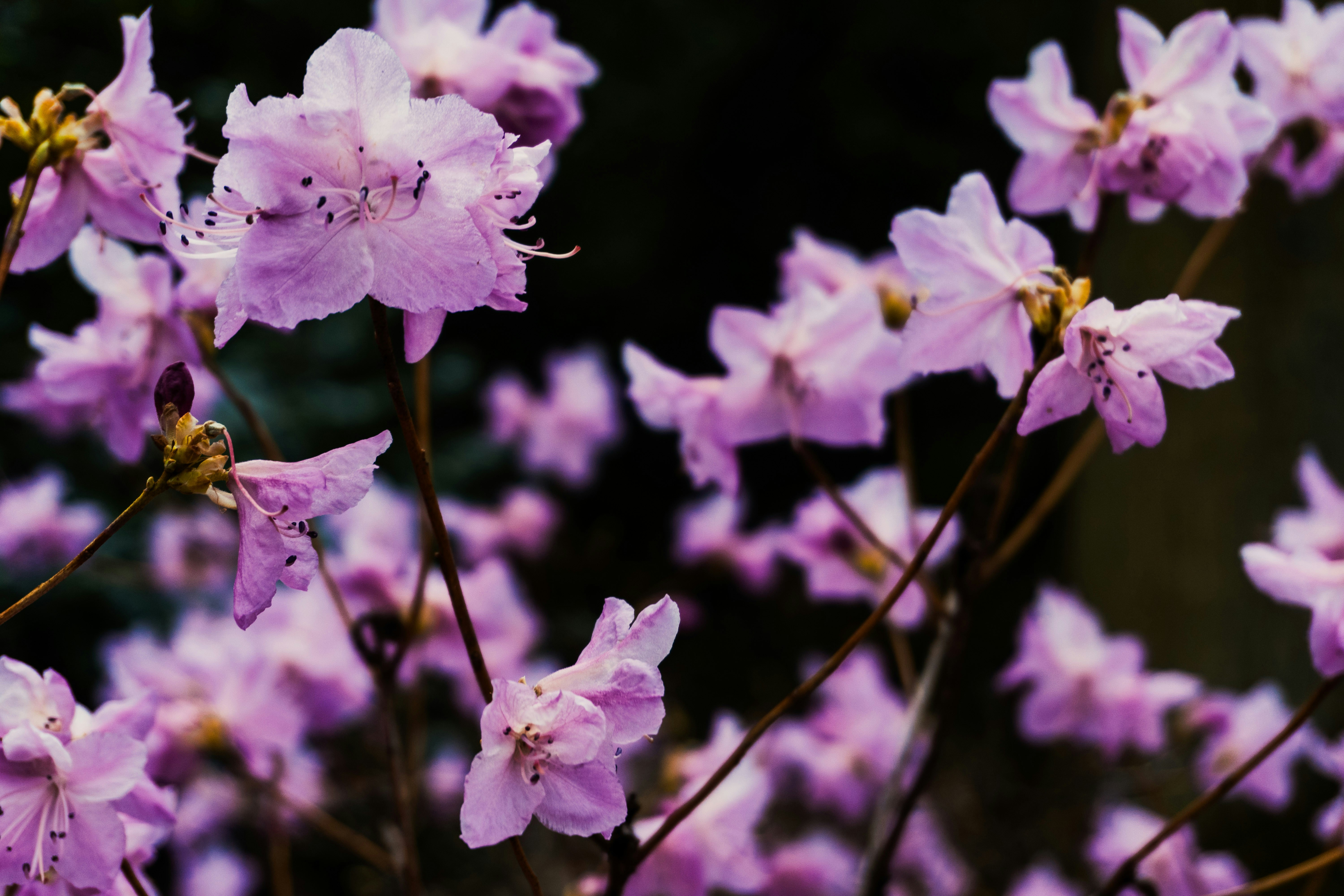 Photo by nicola_welner