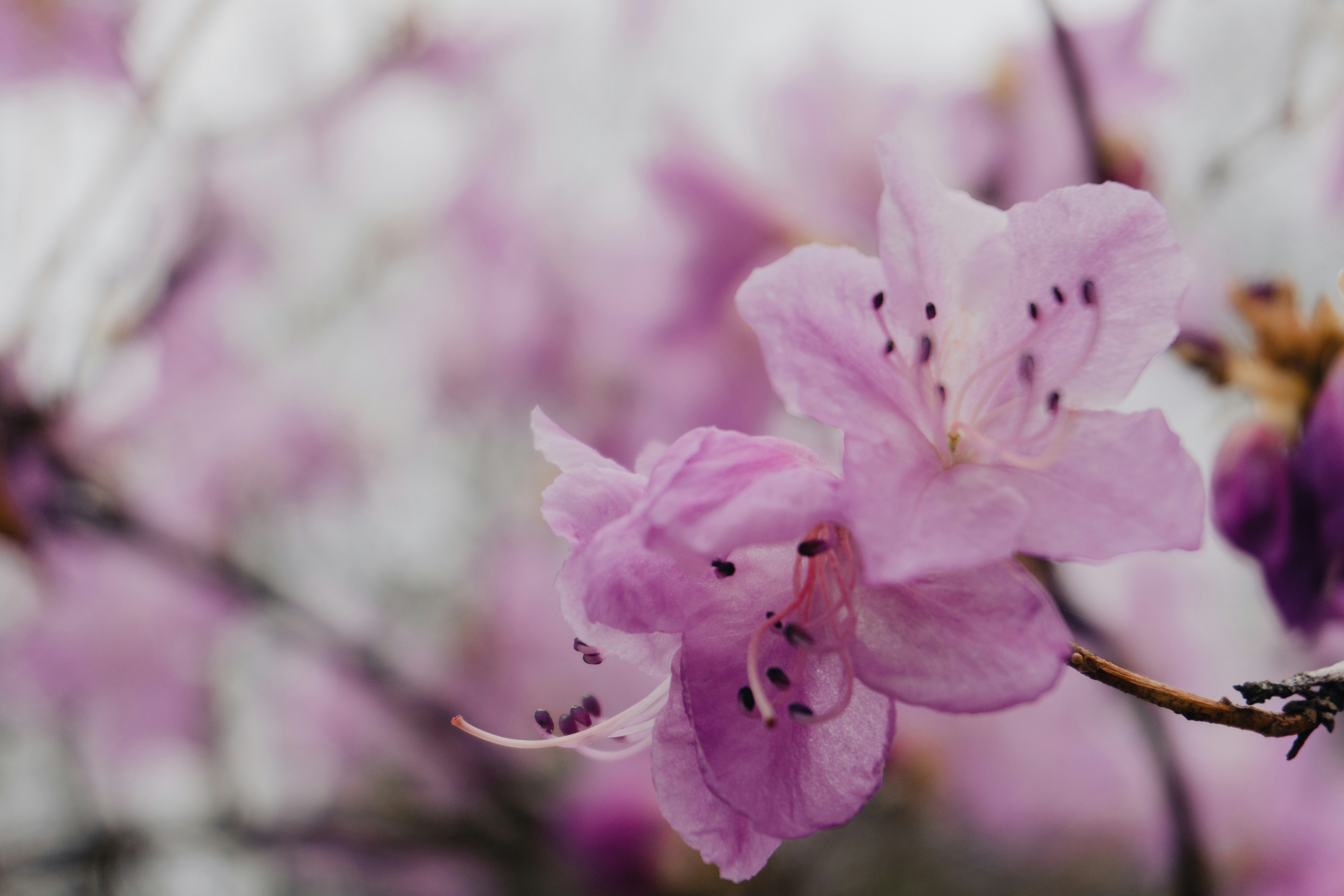 Photo by nicola_welner