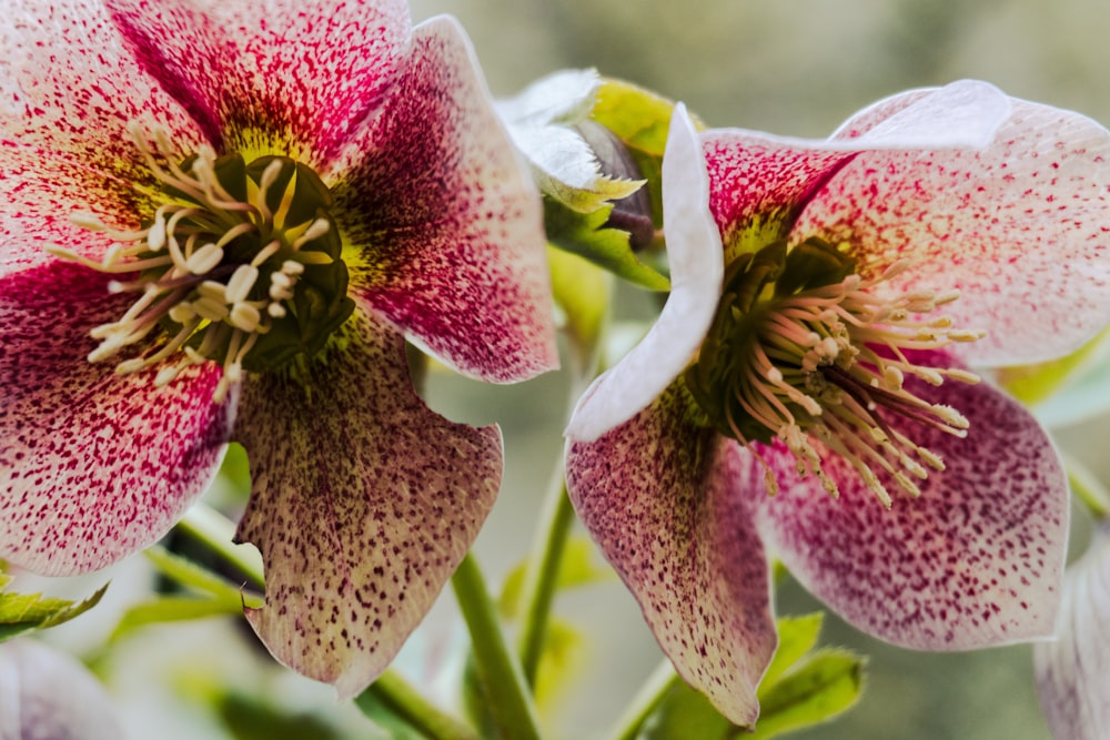 a close up of a flower with a blurry background