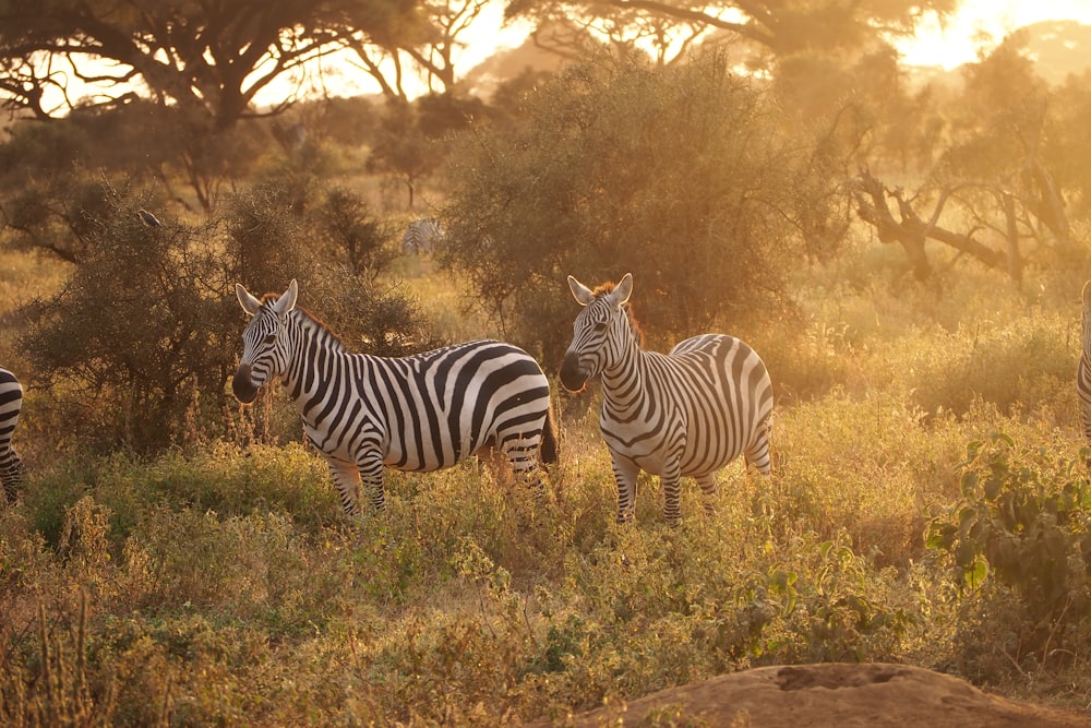 a herd of zebra standing on top of a grass covered field