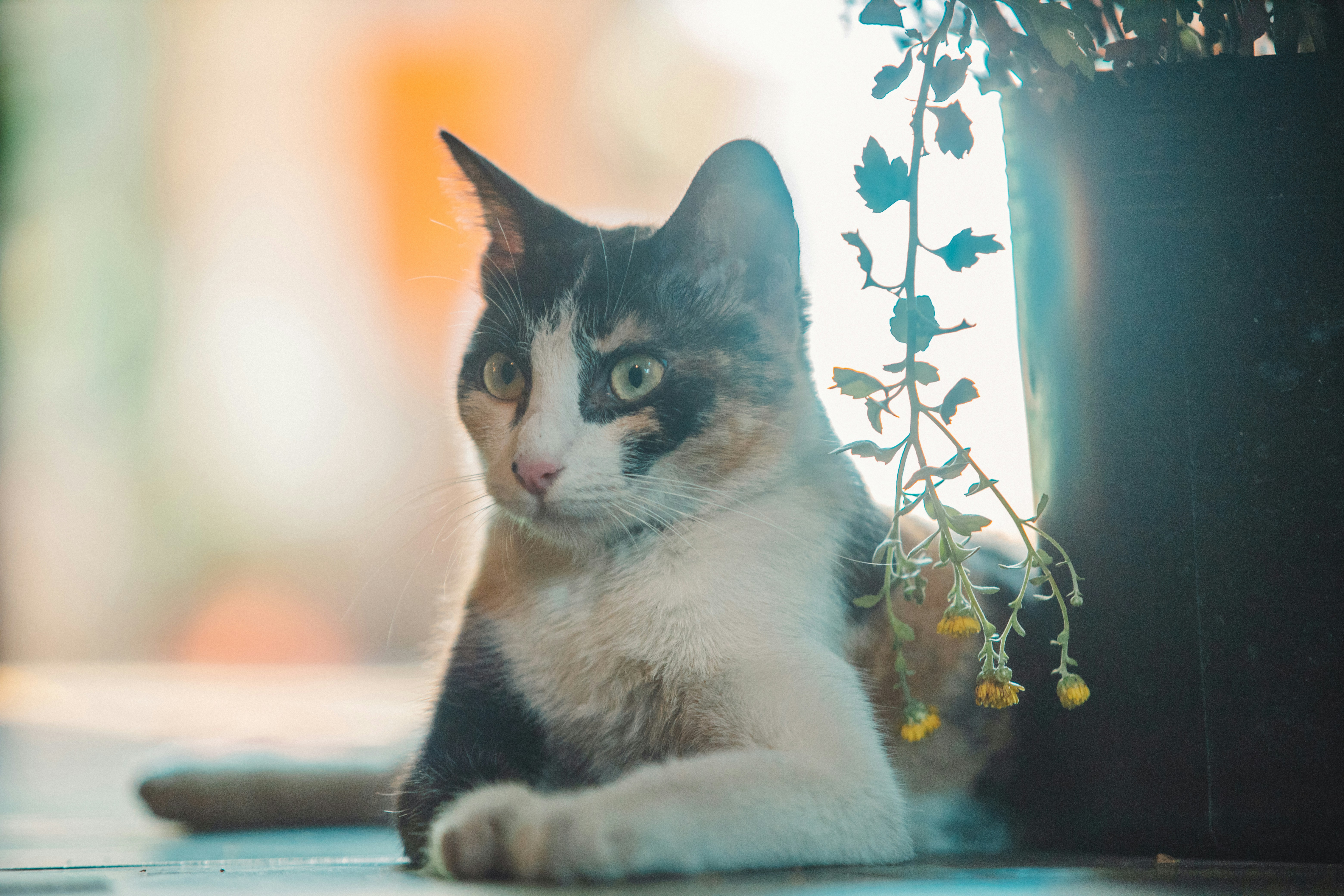 Photo by chuchu123456