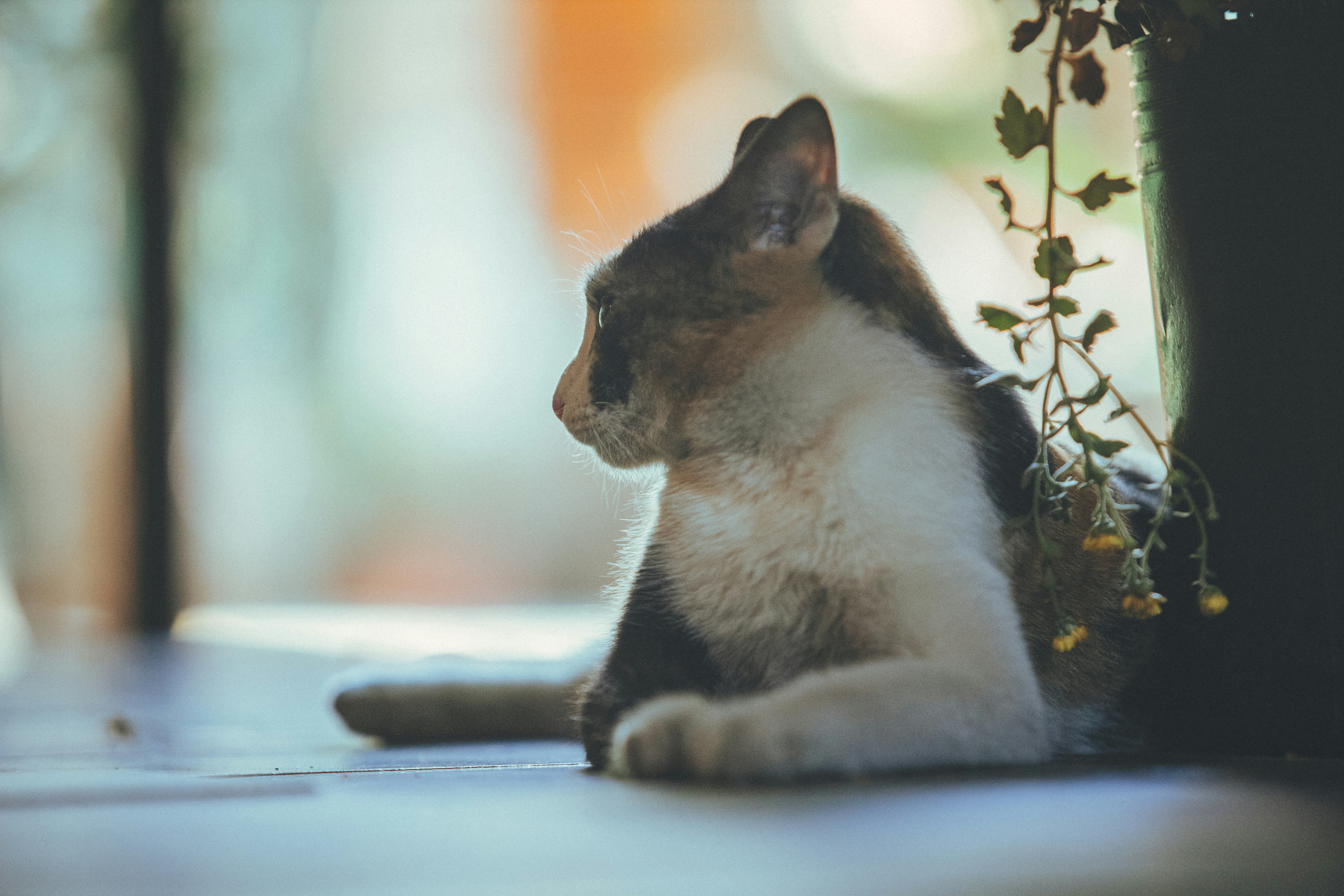 Photo by chuchu123456