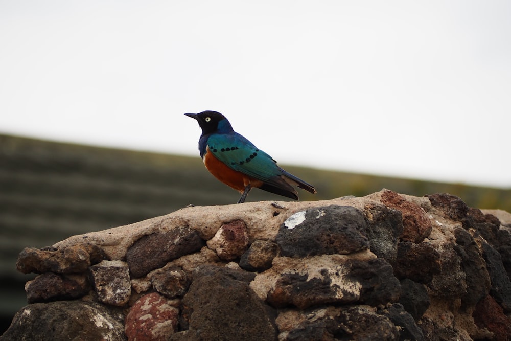 a colorful bird sitting on top of a rock