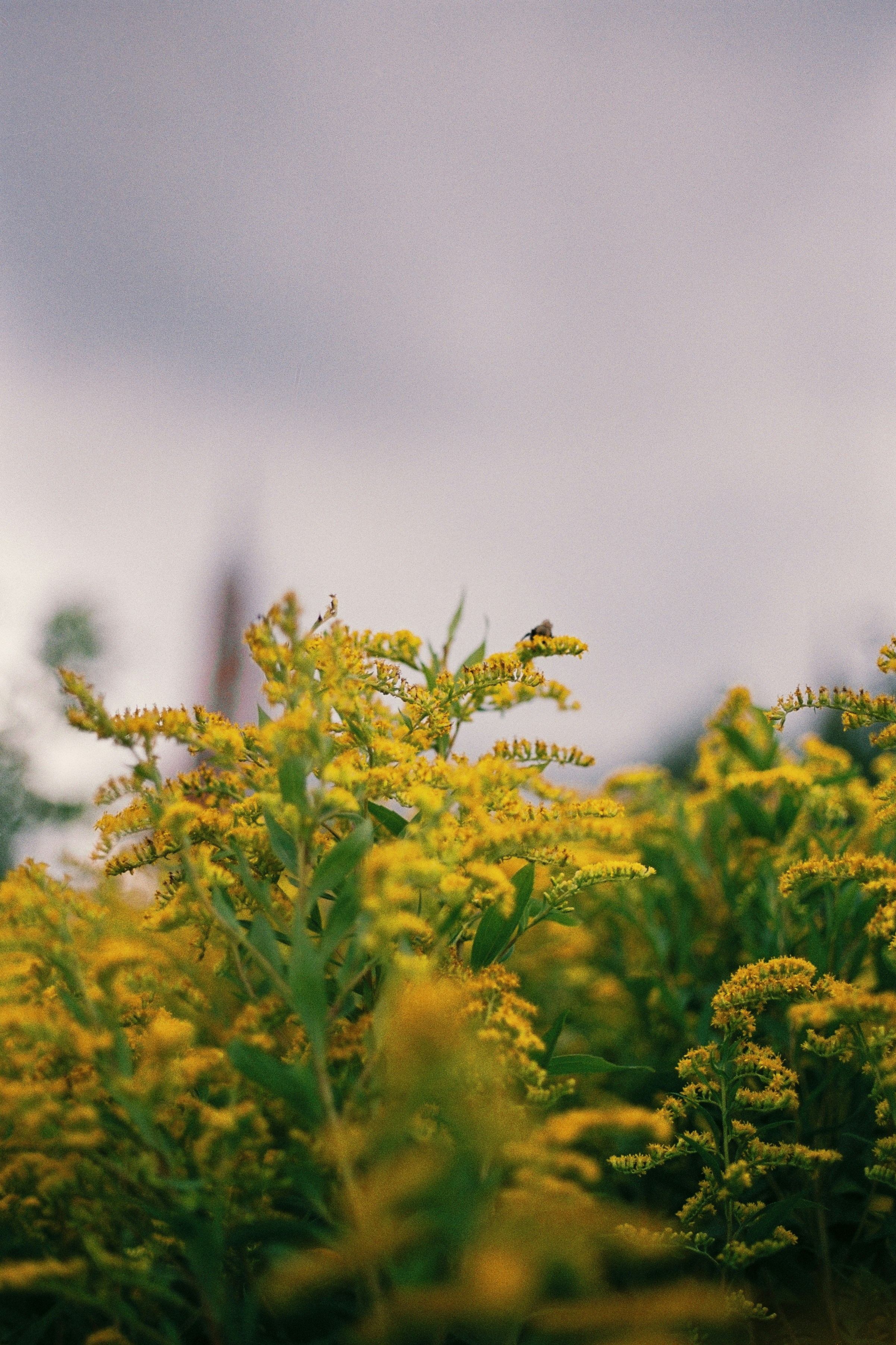 a bunch of yellow flowers in a field