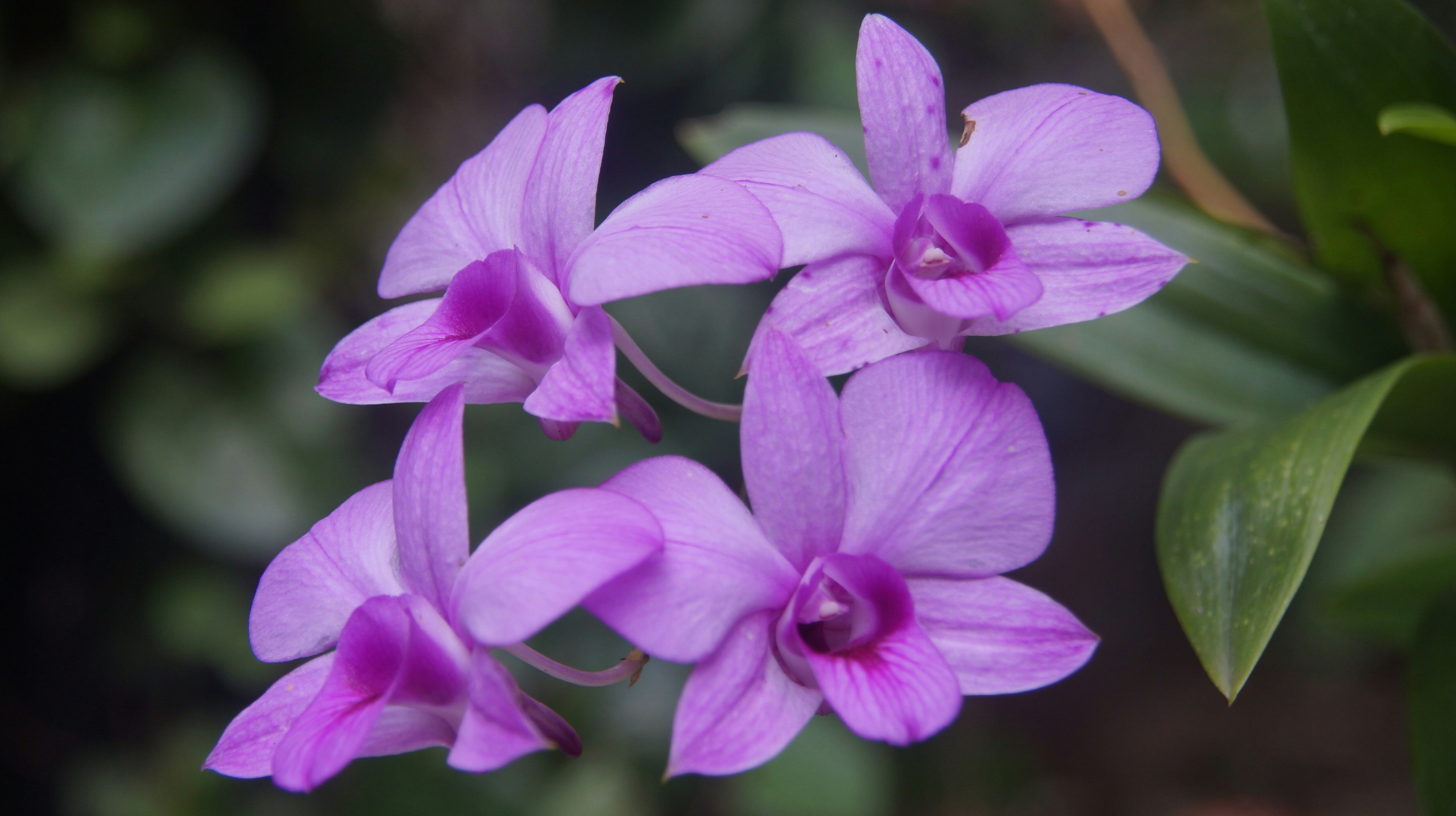 un grupo de flores moradas con hojas verdes