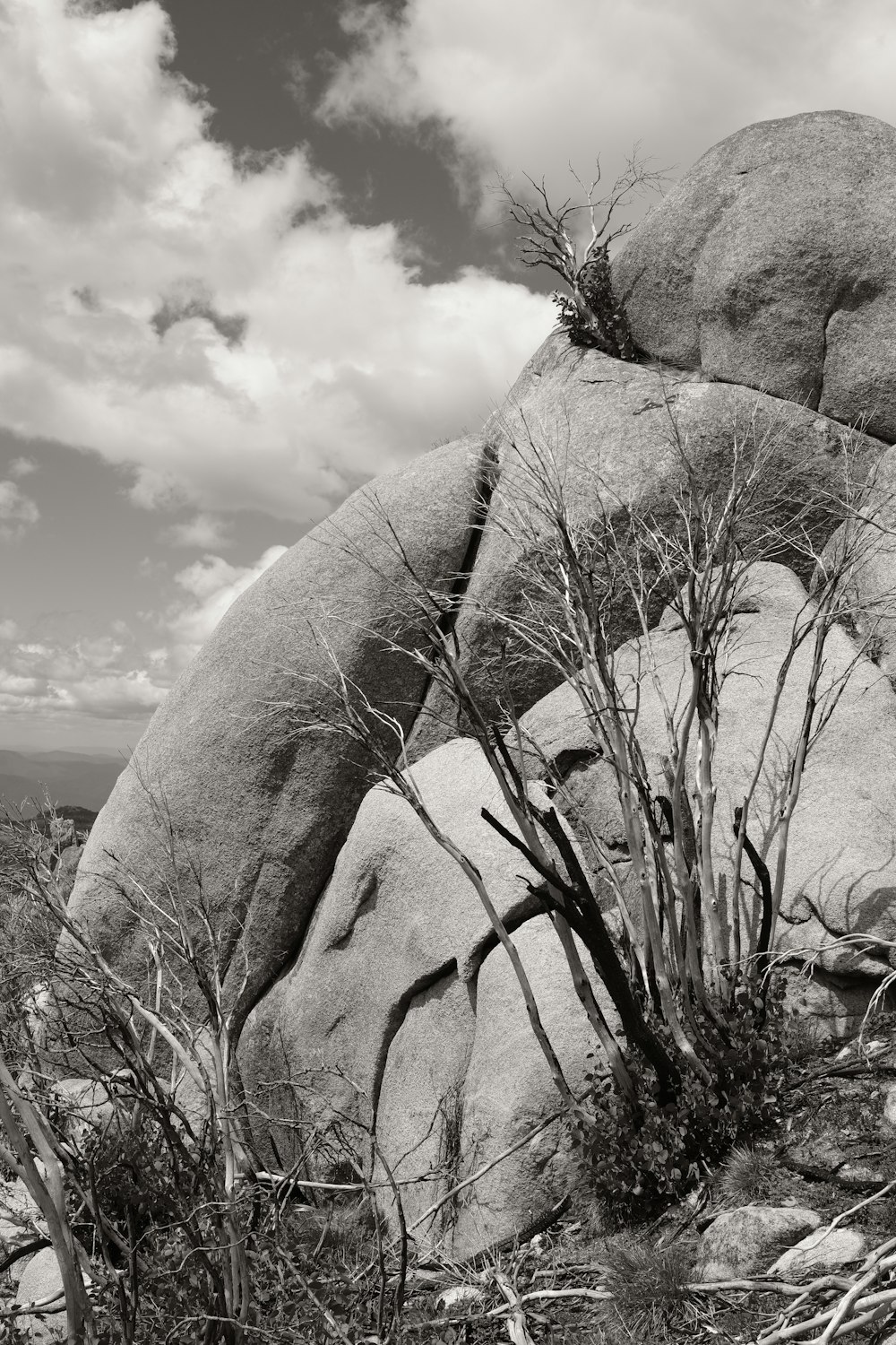 a black and white photo of rocks and plants