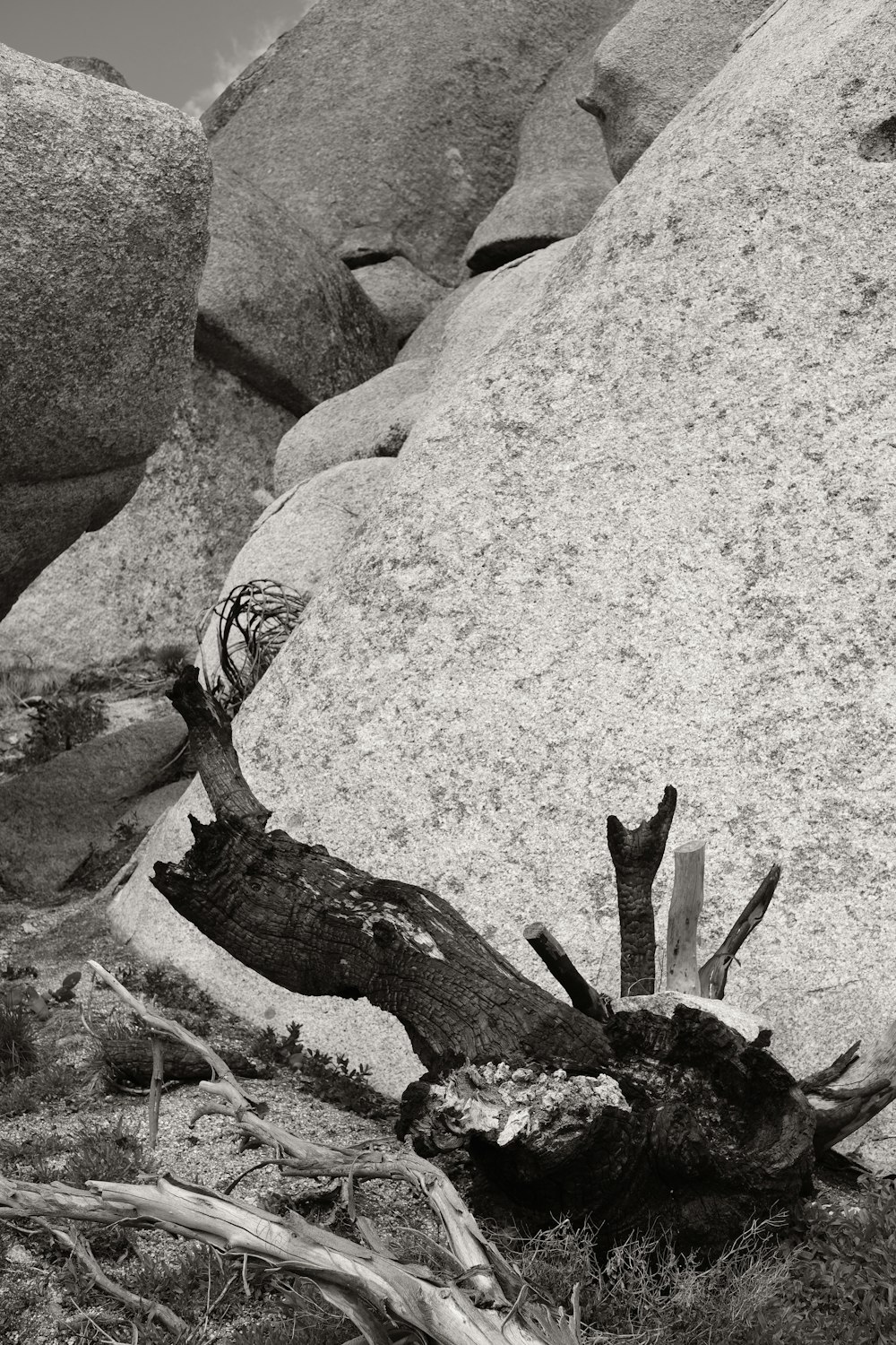 a black and white photo of a fallen tree