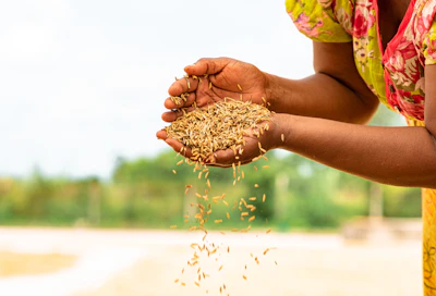 a woman holding a handful of grain in her hands