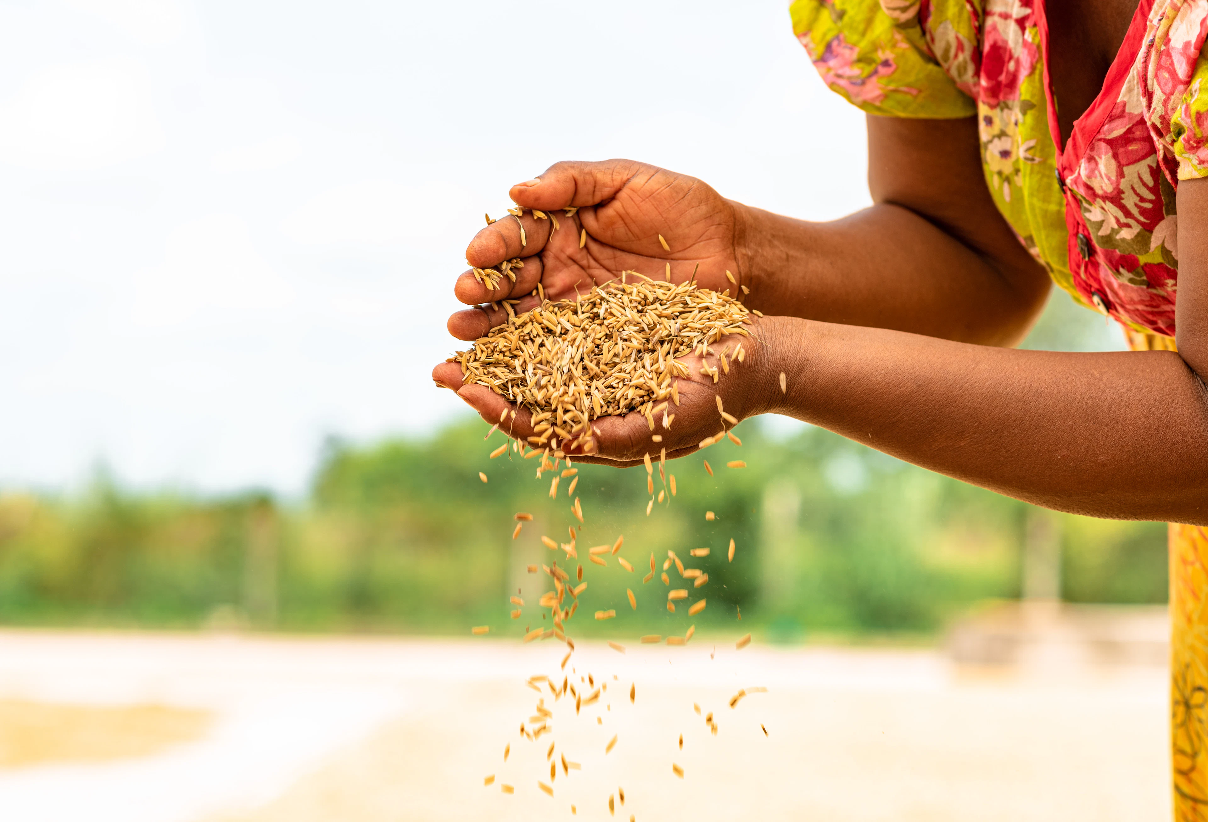 Hands letting grains of rice fall