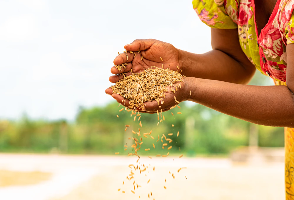 A close-up of hands holding a handful of grain