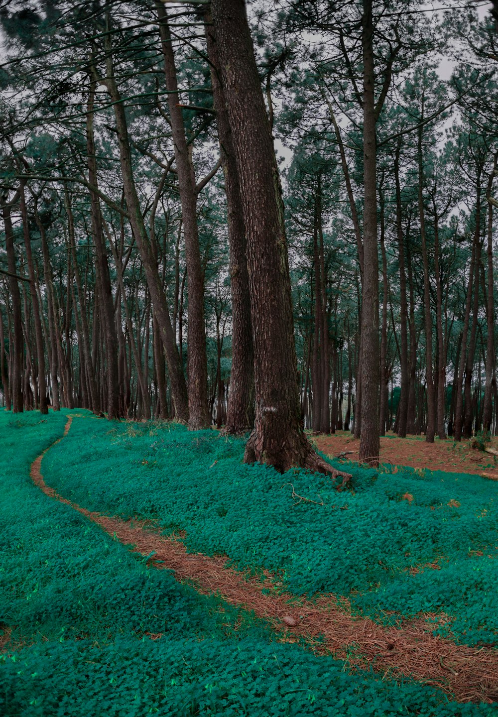 a path in the middle of a green forest