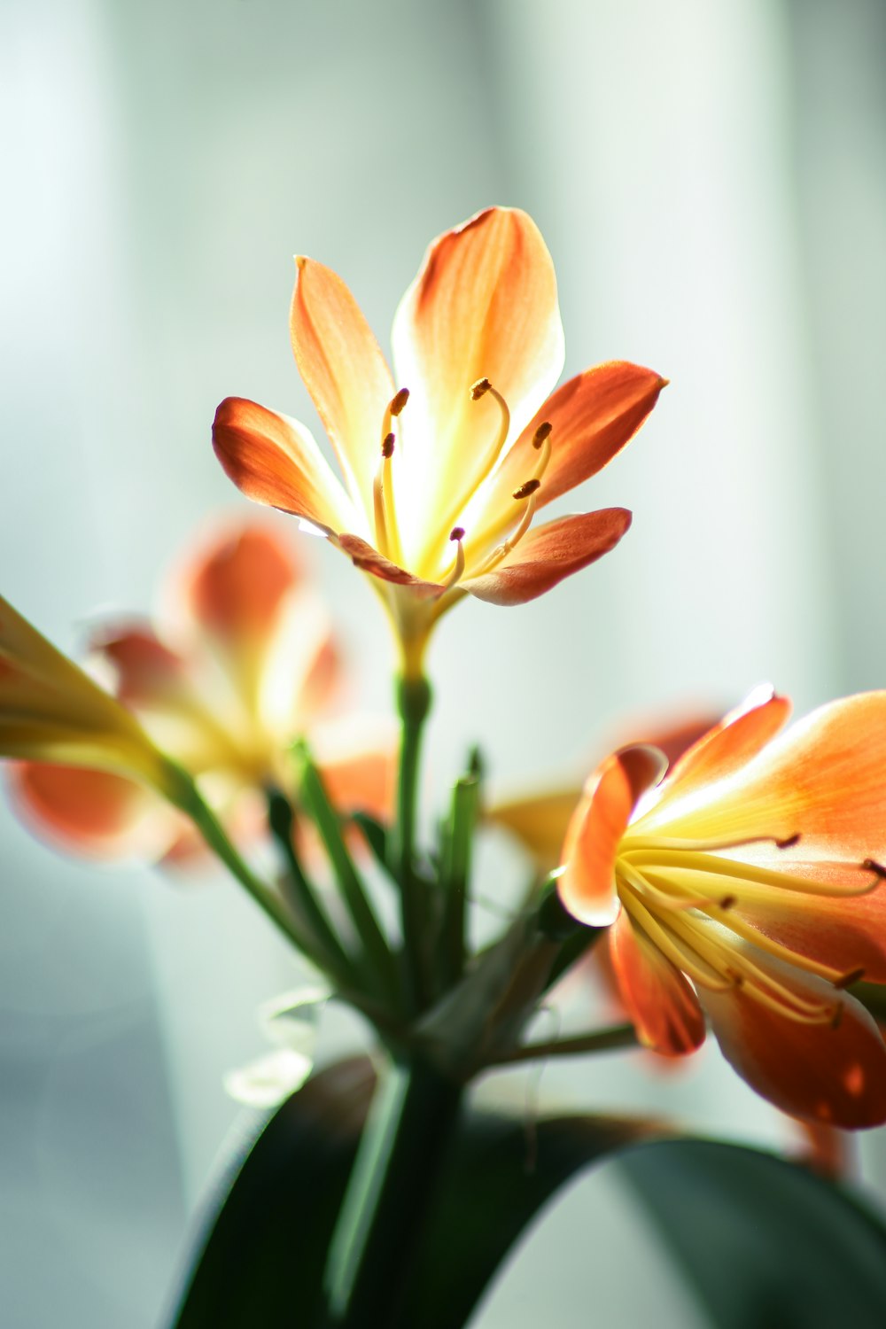 a close up of a flower with a blurry background