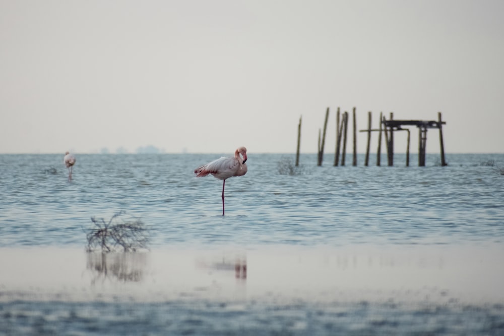 a bird standing on top of a body of water